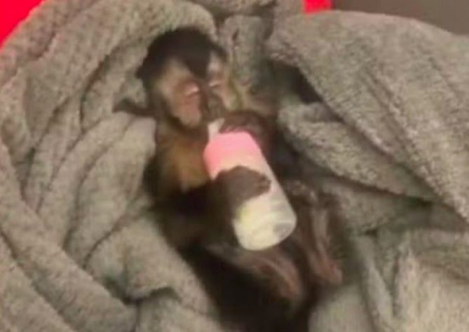 Justiça determina que Ibama devolva macaca de estimação para família