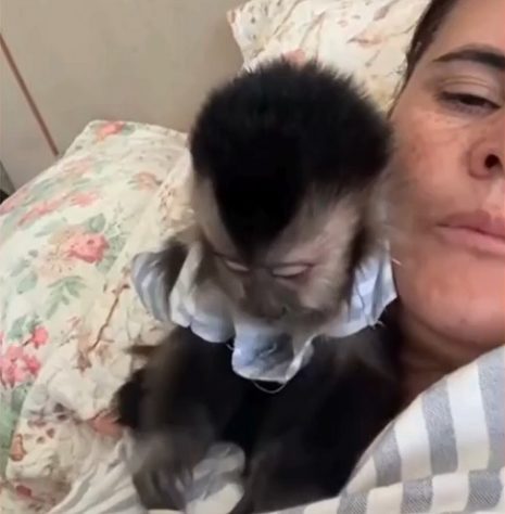 Montagem - Justiça determina que Ibama devolva macaca de estimação para família 