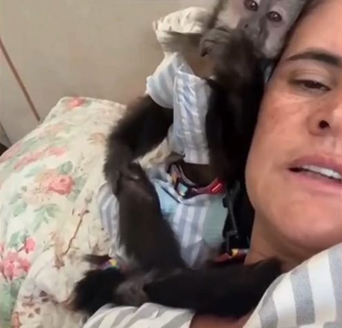 Montagem - Justiça determina que Ibama devolva macaca de estimação para família 