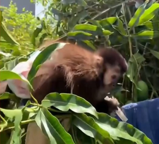 Justiça determina que Ibama devolva macaca de estimação para família 