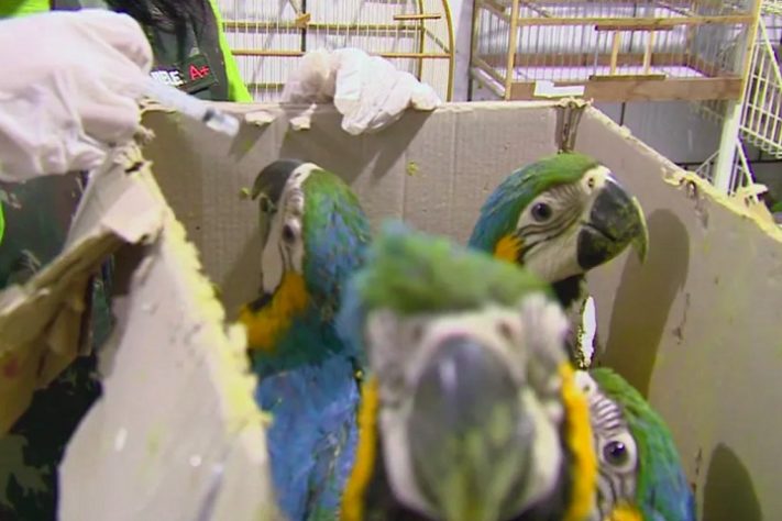 Animais silvestres - Aves em caixas