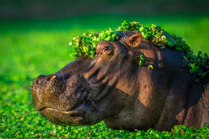 Foto “I'm too s*xy for my love” de Artur Stankiewicz - Comedy Wildlife Awards