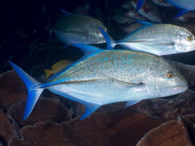 Atum Bluefin