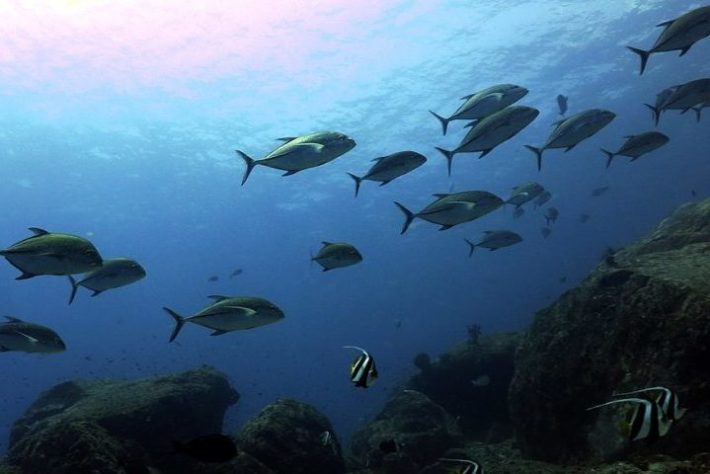 Atum Bluefin