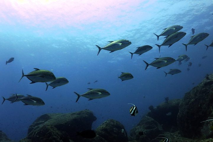 Além da ameaça física, o aquecimento do oceano está ameaçando os ecossistemas marinhos, com o afastamento de até 20% da fauna de atum da costa.