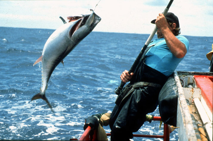 Atum pescado