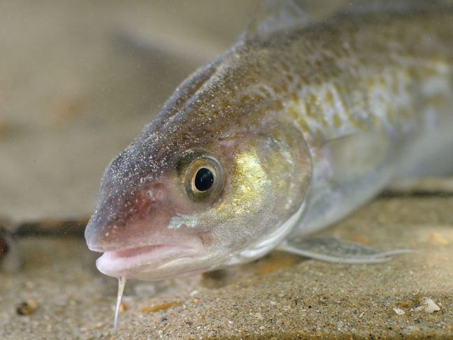 Segundo o Conselho Federal de Medicina Veterinária brasileiro, são três as principais espécies de bacalhau no Brasil: do Porto ou Cod (foto); do Pacífico; e da Groenlândia. - © Hans Hillewaert / CC BY-SA 4.0