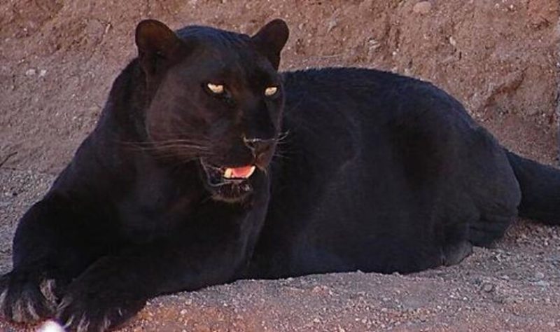 Leopardo
