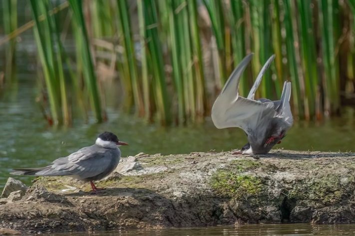 Foto “Whiskered Tern crash on landing”, de Damyan Petkov - Comedy Wildlife Awards 