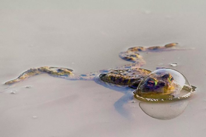 Foto “Frog in a balloon”, de Eberhard Ehmke - Comedy Wildlife Awards 
