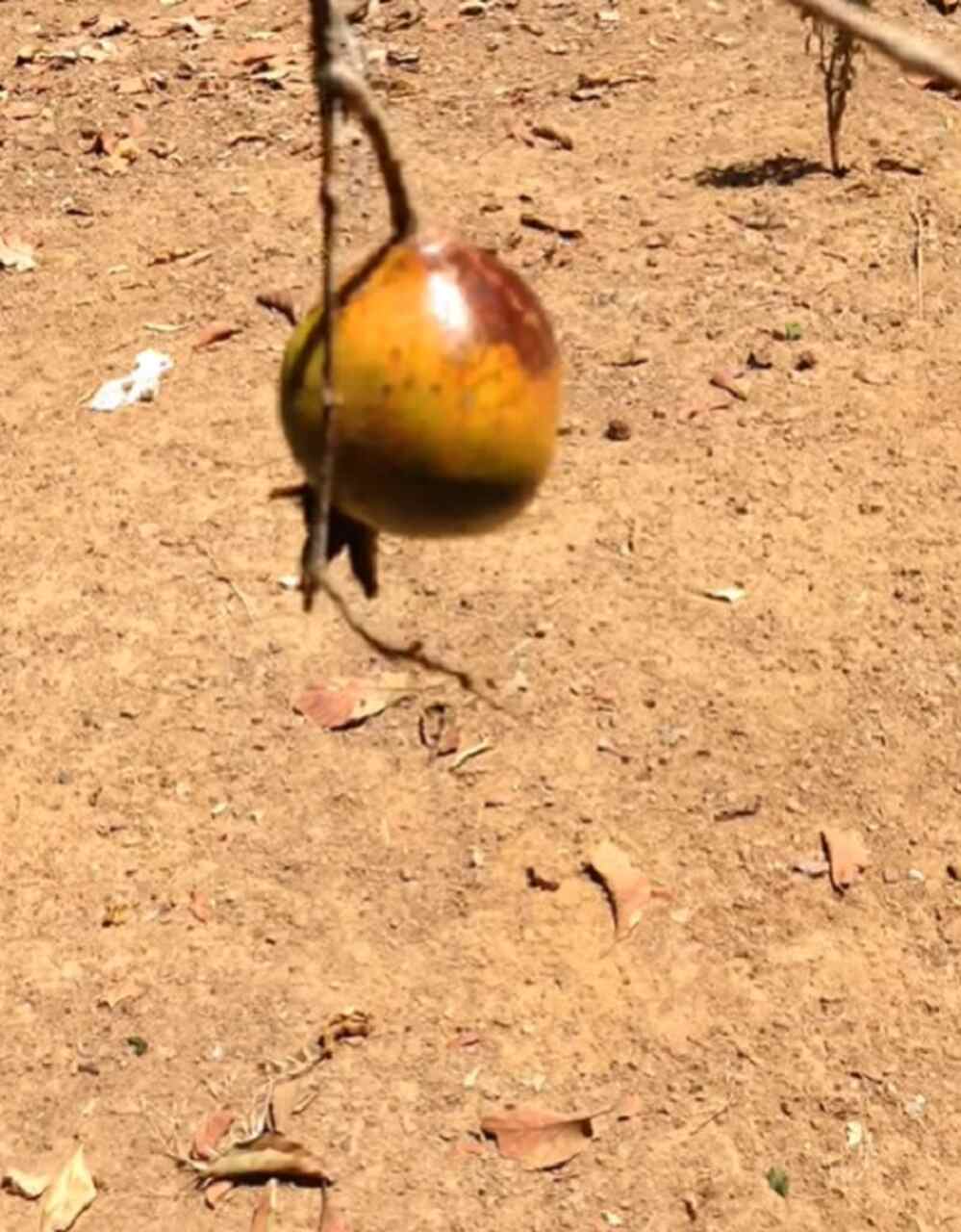 Originária da Ásia, a romã era cultivada no Irã já em 2000 a.C. Para os gregos, a fruta era símbolo de amor e fertilidade; para os judeus, representava a esperança de um ano novo próspero; e para os romanos, estava ligada à riqueza e à ordem.