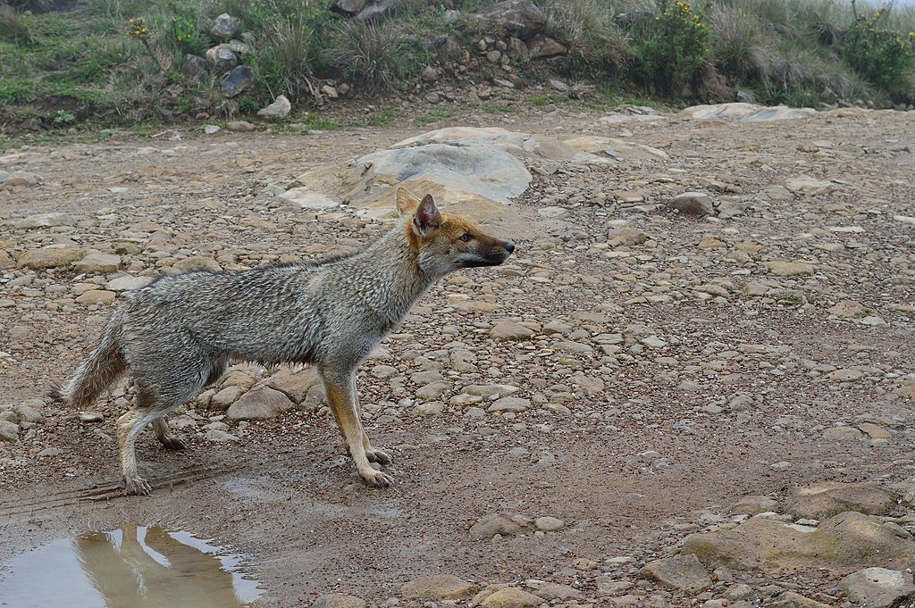 Animal híbrido: Filhote de graxaim-do-campo com cachorro impressionou pesquisadores