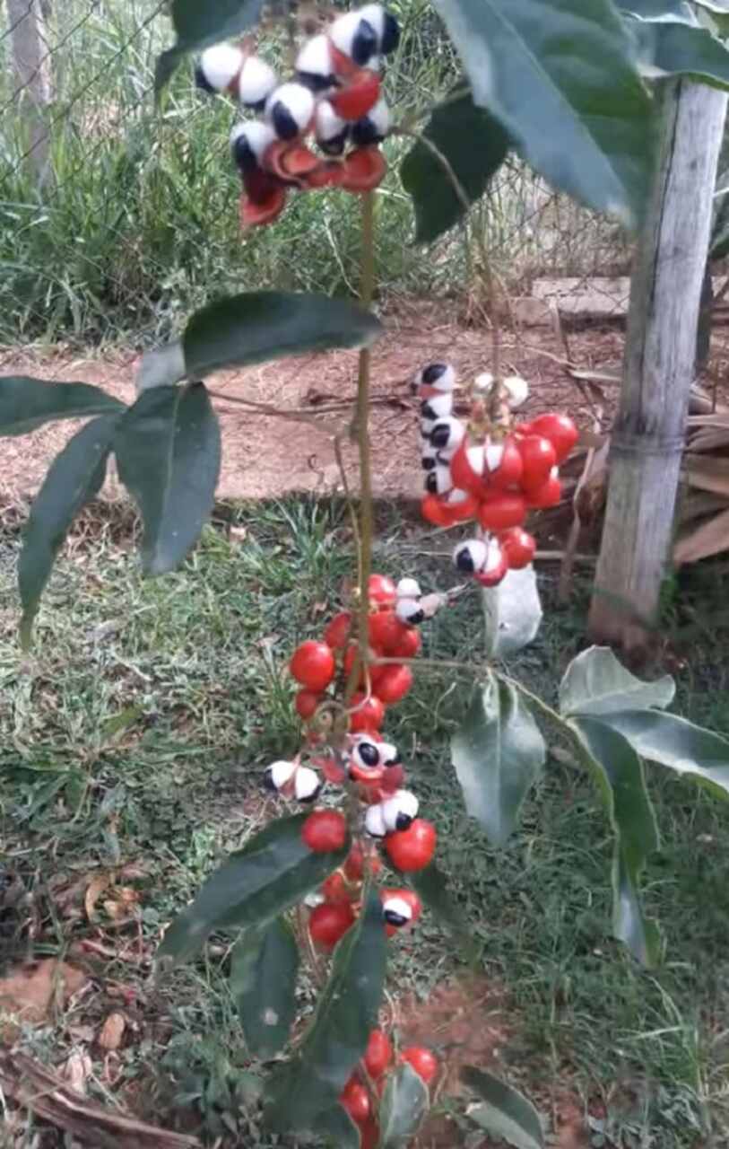 AlÃ©m do uso tradicional indÃ­gena, o guaranÃ¡ comeÃ§ou a ser explorado comercialmente no Brasil no inÃ­cio do sÃ©culo XX. O processamento do guaranÃ¡ em forma de xarope teve inÃ­cio em 1905, por Luiz Pereira, um mÃ©dico de Resende, no Rio de Janeiro.