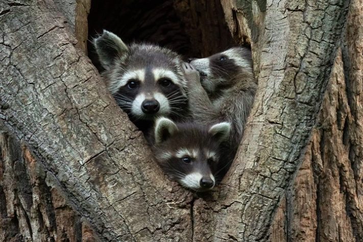 Foto “I'll tell you a secret” de Jan Piecha - Comedy Wildlife Awards