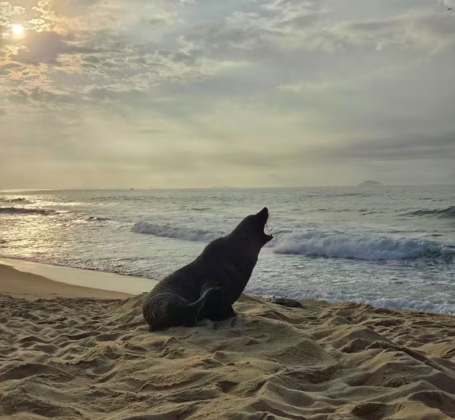 A área foi isolada e o Corpo de Bombeiro acionado. Uma equipe de especialistas permanece no local para garantir a segurança do animal, que ganhou até apelido: "Joca".