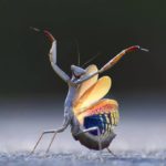 Foto “Mantis Flamenca”, de Jose Miguel Gallego Molina - Comedy Wildlife Awards