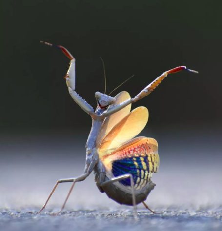 Foto “Mantis Flamenca”, de Jose Miguel Gallego Molina - Comedy Wildlife Awards 