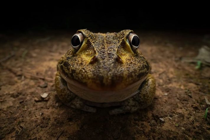 Foto “Awkward smiley frog”, de Kingston Tam - Comedy Wildlife Awards