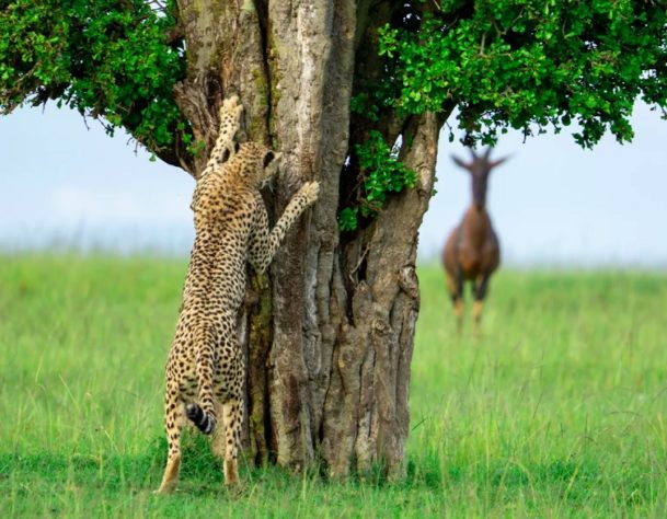 Foto “Hide and seek” de Leslie McLeod - Comedy Wildlife Awards