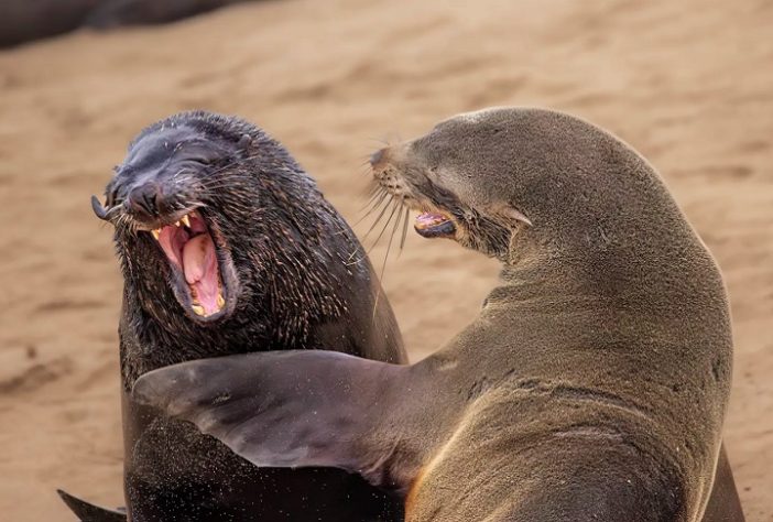 Foto “Are you kidding” de Marti Phillips - Comedy Wildlife Awards