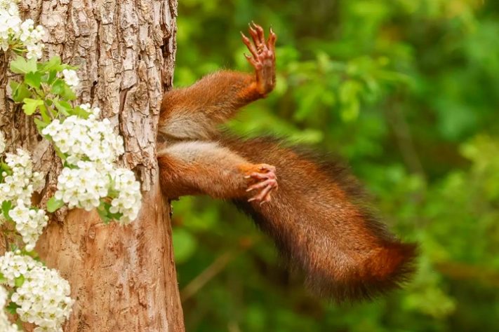 Miko Marchetti - foto premiada no Comedy Wildlife Awards 2024