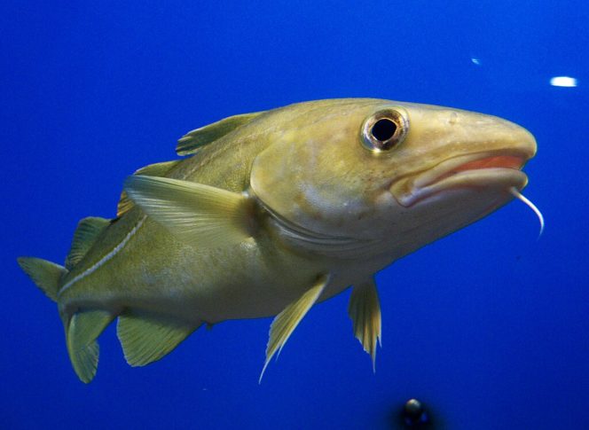O mais comum é que essas espécies de bacalhau sejam encontradas nas águas geladas da Noruega, Rússia, Islândia, Canadá e Alaska. - flickr - August Linnman
