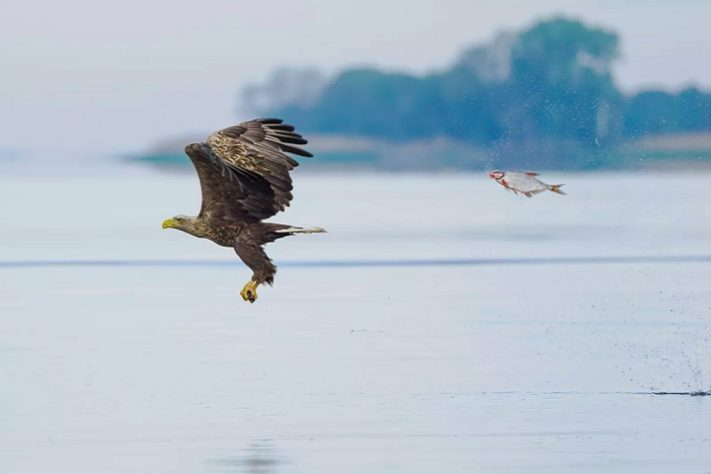 Foto “Unexpected role swap”, de Przemyslaw Jakubczyk - Comedy Wildlife Awards 