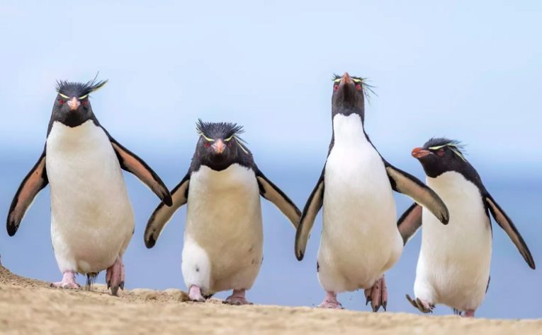 Foto “Gang of four” de Ralph Robinson - Comedy Wildlife Awards