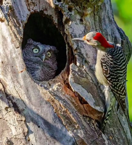 Foto “You're not my mother” de Randy Herman - Comedy Wildlife Awards