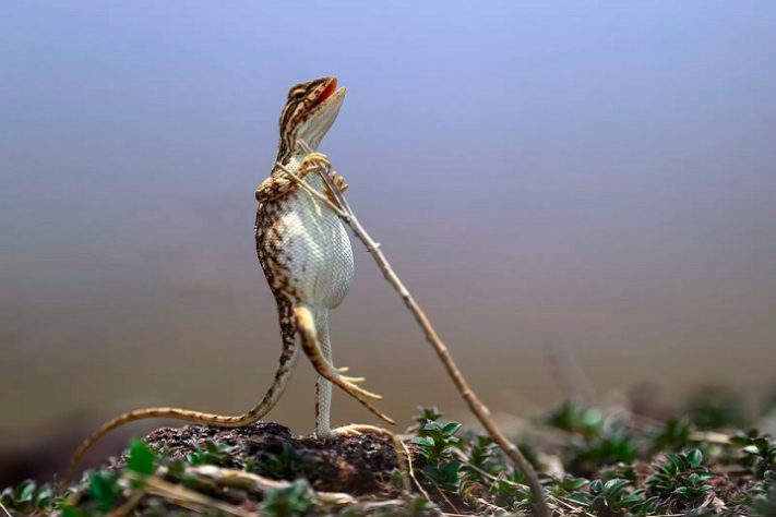 Foto “The Rock Star” de Sanjay Patil - Comedy Wildlife Awards