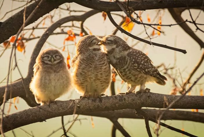 Foto “Smooching owlets”, de Sarthak Ranganadhan - Comedy Wildlife Awards 