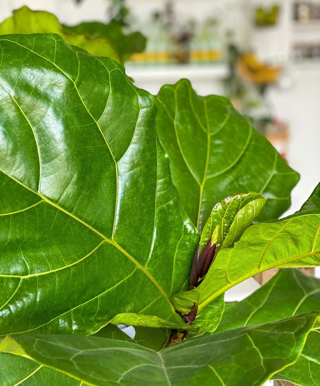 A Ficus-lira (Ficus lyrata) tem folhas grandes em forma de violino, que são verdadeiramente impressionantes. Originária da África Ocidental, ela é encontrada em jardins tropicais e cultivada em interiores, sendo especialmente valorizada por sua aparência imponente.
