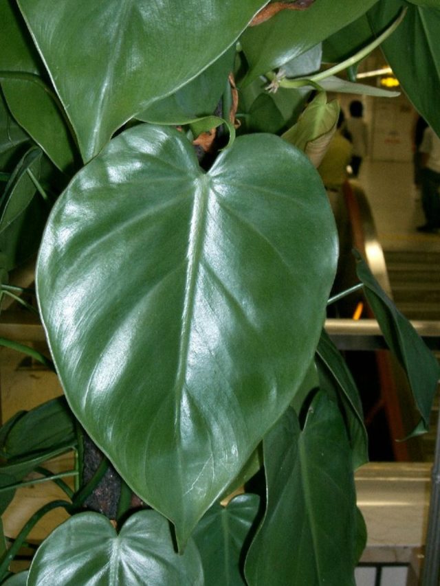 Folhagens especiais: Plantas que se destacam pelo tamanho ou padronagem das folhas