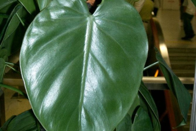 Folhagens especiais: Plantas que se destacam pelo tipo de folhas