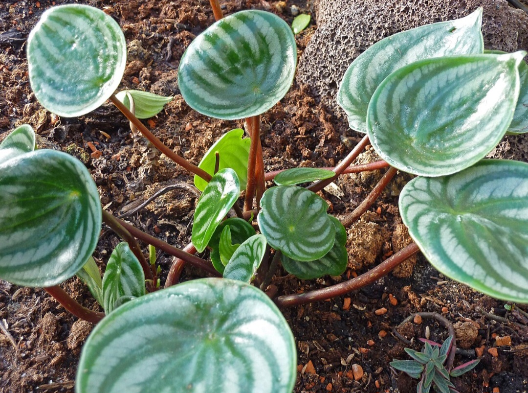 A PeperÃŽmia-melancia (Peperomia argyreia) Ã© uma planta compacta que se destaca por suas folhas listradas, com um padrÃ£o que remete Ã  casca de uma melancia. Nativa da AmÃ©rica do Sul, ela Ã© cultivada principalmente em ambientes internos, oferecendo uma beleza simples e charmosa.
