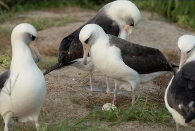 Albatroz ‘idosa’ causa surpresa ao botar ovo aos 74 anos de idade