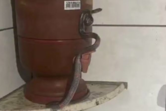 Pânico na cozinha: Família se depara com cobra no filtro de barro