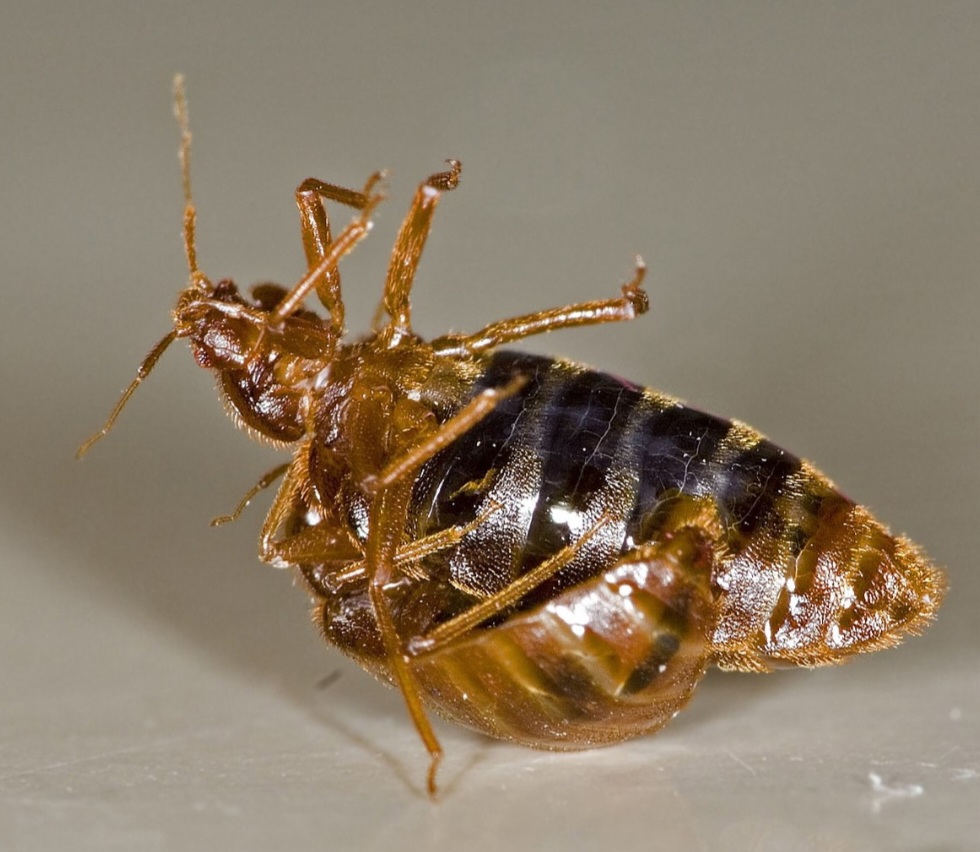 Os percevejos são bem pequenos: medem entre 5 e 7 mm, com corpo oval e achatado. Cada fêmea põe até 500 ovos em sua vida, e as condições de calor e umidade aceleram sua proliferação. Na foto um macho inseminando uma fêmea.
