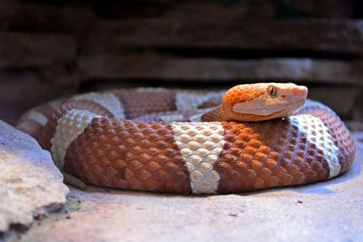 Serpente/cobra - foto NEUTRA