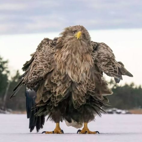Foto “Shake ruffle rattle and roll”, de Tapani Linnanmäki - Comedy Wildlife Awards