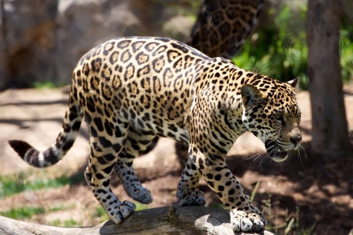 Leopardo