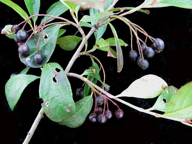 Frutas