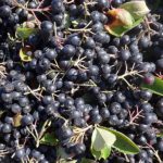 Estudo indica que arônia-negra (cereja negra) pode ajudar a combater problemas cardíacos