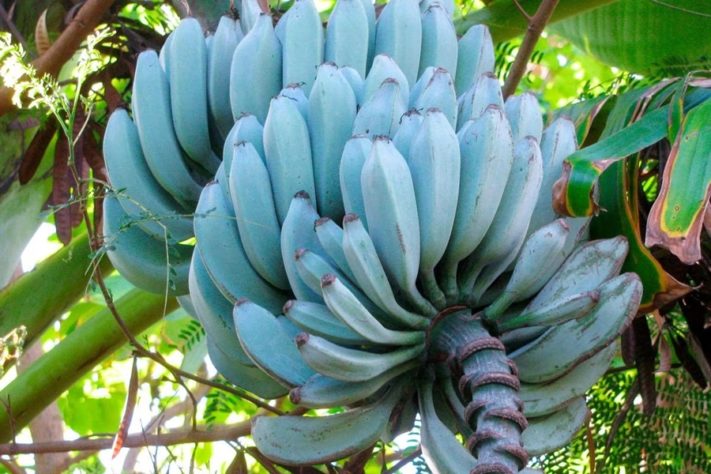 Bananas
