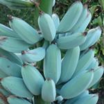Banana azul - Blue Java, espécie de banana que fica com cor azul por conta de cera na casca