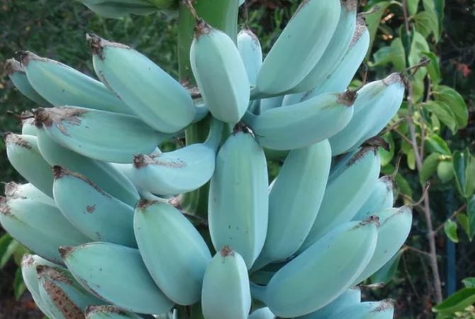 Já viu banana azul? Variedade de fruta tem sabor de baunilha e consistência de sorvete