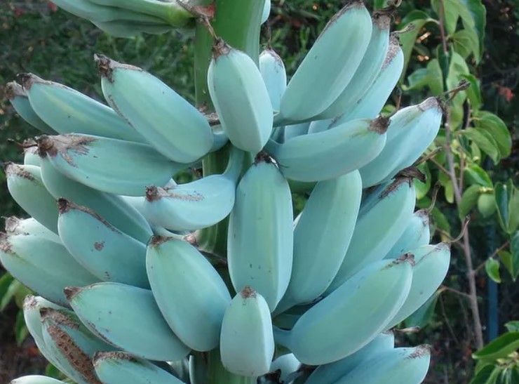 Banana azul - Blue Java, espécie de banana que fica com cor azul por conta de cera na casca