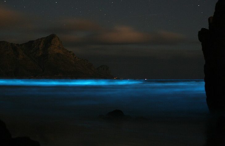 Mar Iluminado - bioluminescência