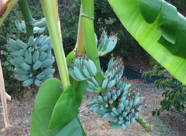 Bananas