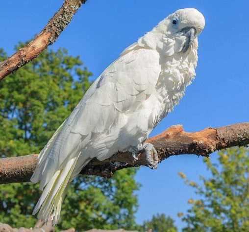 Aves - animais silvestres - cacatua